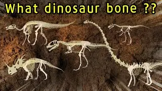 Dinosaur bones found 8| Carcharodontosaurus, Staurikosaurus, Barosaurus, Maiasaura, Styracosaurus
