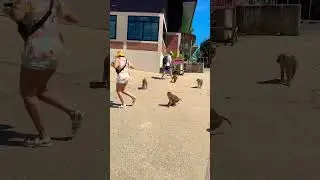 Monkey Attacks Tourist! #tayland #monkey #travel