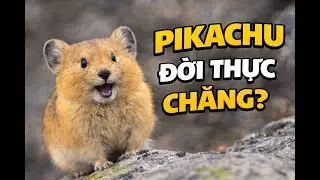 Pikachu Đời Thực ?- Thỏ Cộc Pika