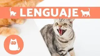 LENGUAJE DE LOS GATOS - ¡SEÑALES Y POSTURAS!