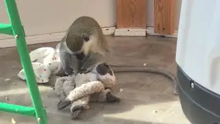The Boys & Their Stuffies