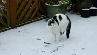 Cats reaction to Snow