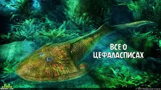 Всё о цефаласписах