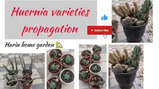 New caralluma varieties 🤩 and huernia propagation 🪴☘️