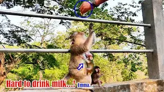 Heartbreaking to tiny baby monkey Emma mother Emila makes it hard for her to drink milk to get food
