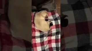 &ldquo;Pug Mom&rsquo;s Puppy Birth &ndash; Amazing Real Footage&rdquo; (HD)
