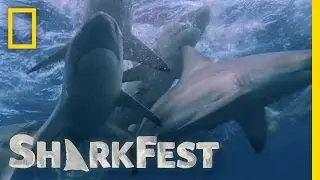 North Carolina Shark Frenzy | SharkFest