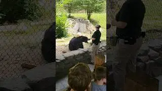 The Multilingual Sloth Bear's Incredible Skill! #fypシ゚  #funny #bear #slothbear #mustsee #fypage