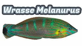 Wrasse Melanurus