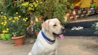 Jini The Labrador 🐶 is live Sirf dog lover join kariye l #shorts #labrador #youtube