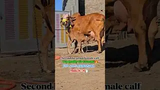 💥 super gir cow For sale Gujarat bhavnagar Hardik Bhai Bharvada #gircowfarm #gircowghee #gircowmilk