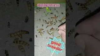 superworm good breeder👍👍
