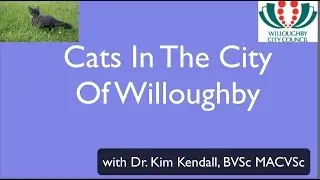 Willoughby Sydney; Living and Caring For Cats In The City Environment