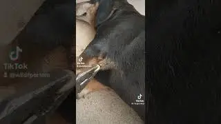 Zecca gigante ... povero cane! #dog
