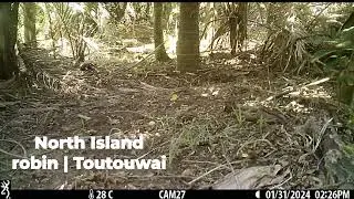 North Island robin / Toutouwai