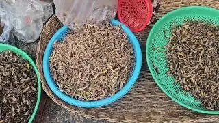 Grasshopper Dump
