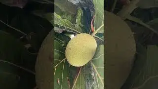 Delicious Breadfruit Chips Recipe | How to Make Crispy Snack at Home | Step-by-Step Guide