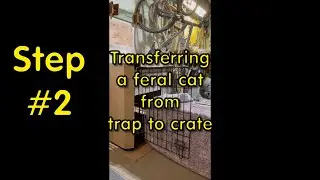 Transfer a Feral Cat from Trap to Crate