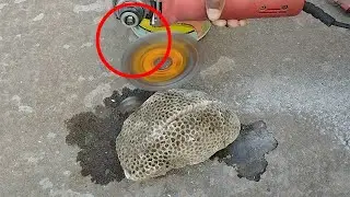Brain Coral Stone cutting | Custom Cut Coral Stone | Wonder Making