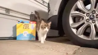 Nadja:from injured paw to day 1 awww. A 3 week story
