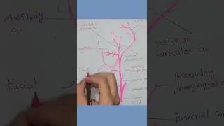 External Carotid artery branches #anatomy #head #carotid