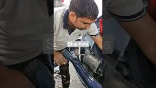 Stop Rats in Swift #shorts #cars