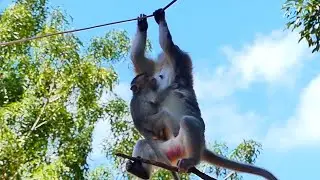 Little Monkey Emilo was really upset so sadly he cried on the tree