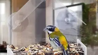 ПРОЗРАЧНАЯ КОРМУШКА ДЛЯ ПТИЦ 