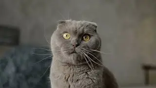 How do cats navigate in complete darkness?
