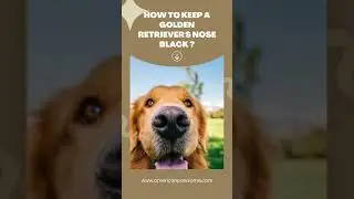 How to keep a golden retriever's nose black