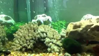 150 gallon mbuna peacock mix
