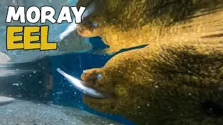 Moray Eel Feeding
