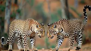 Leopard vs Jaguar: How They Differ | Spots, Size, and Power