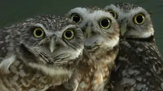 Burrowing Owls | Cronkite News