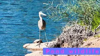 Great Blue Heron & Pond Wildlife | Egrets, Cormorants, Mergansers & Turtles
