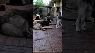 Lycan Shepherd Toki Howls #shorts