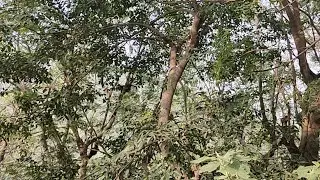 Morning Bells From Birds