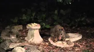 Baby brushtail possum learning to eat solid food