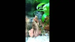 LAGOSTA FILTRADORA SE ALIMENTANDO#SHORTS