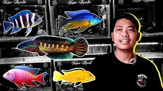 SPESIALIS CICHLID & CHANNA DI PASAR IKAN HIAS JATINEGARA