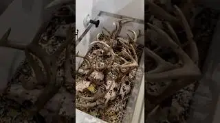 Using beetles to clean skulls