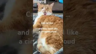 cats smell like a cinnamon cloud 🤍✨😺#shorts #cat #mycat #cute #pets