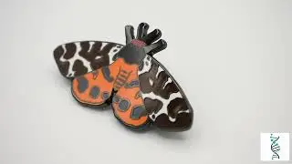 Garden Tiger Moth Pin - Clayton Jewelry Labs
