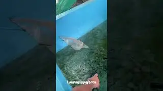 Farming #love #song #music #farming #guppy #fishkeepinghobby #guppies #guppyfish #breeding