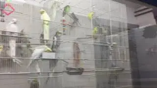Pets Plus Over Priced Birds(Lovebirds,Cockatiels,Budgies,ETC)(Волнистых попугаев)