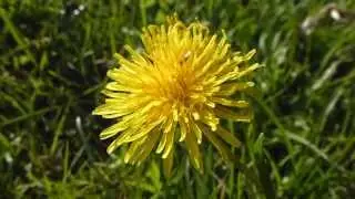 Dandelion - Taxacum officinale - T&uacute;nf&iacute;fill  - Illgresi - Villijurt