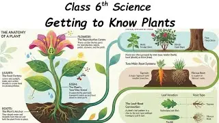 Class 6th Science Chapter 4 Getting to Know Plants | Shiksha Aagrh 