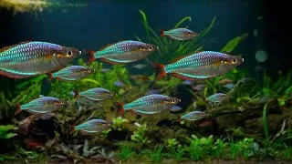  Dwarf Neon Rainbowfish (Melanotaenia praecox) Schooling in the Community Planted Aquarium
