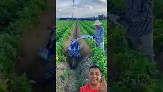 🌱 Солнце, почва и пот &ndash; жизнь на ферме! 🌞🌿 #РаботаНаФерме #СельскаяЖизнь #Преданность #Урожай