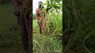Harvesting of fodder Maize #shorts #short #shortvideo
